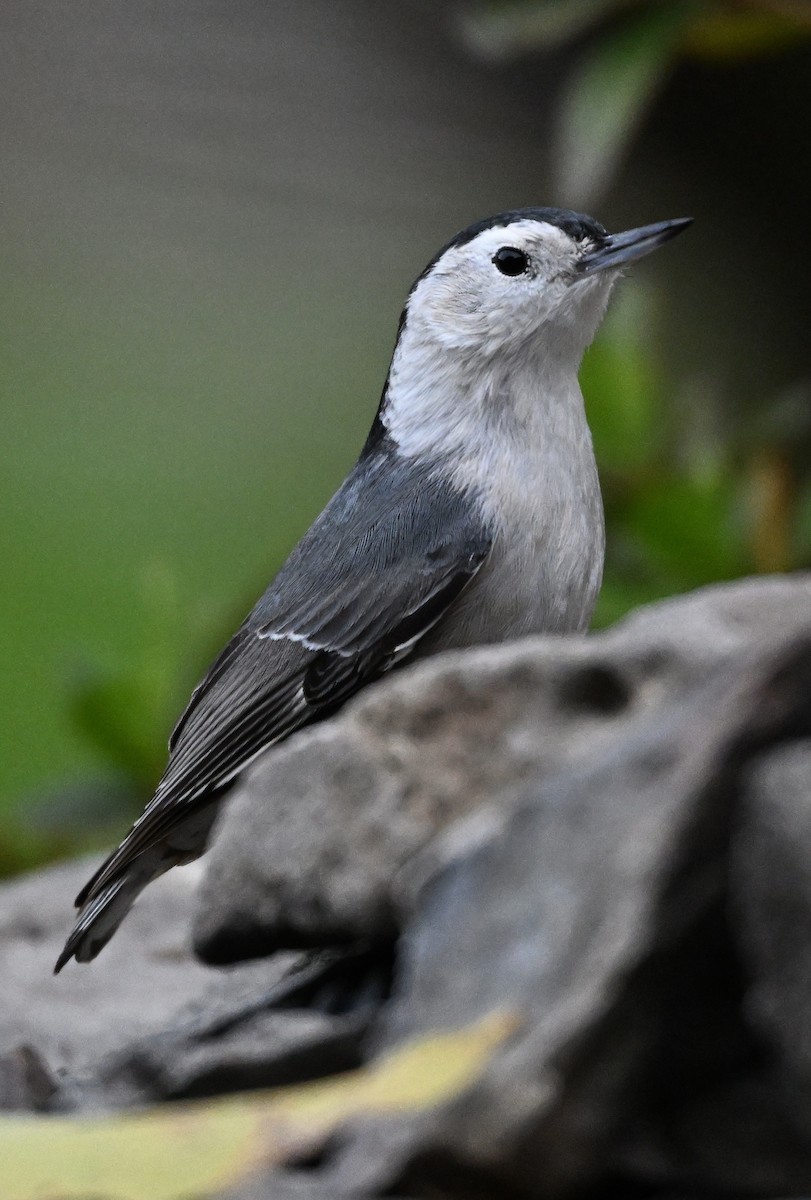 White-breasted Nuthatch - ML646317382