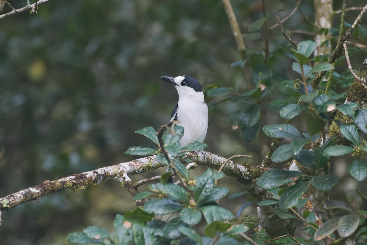 Hook-billed Vanga - ML646317383
