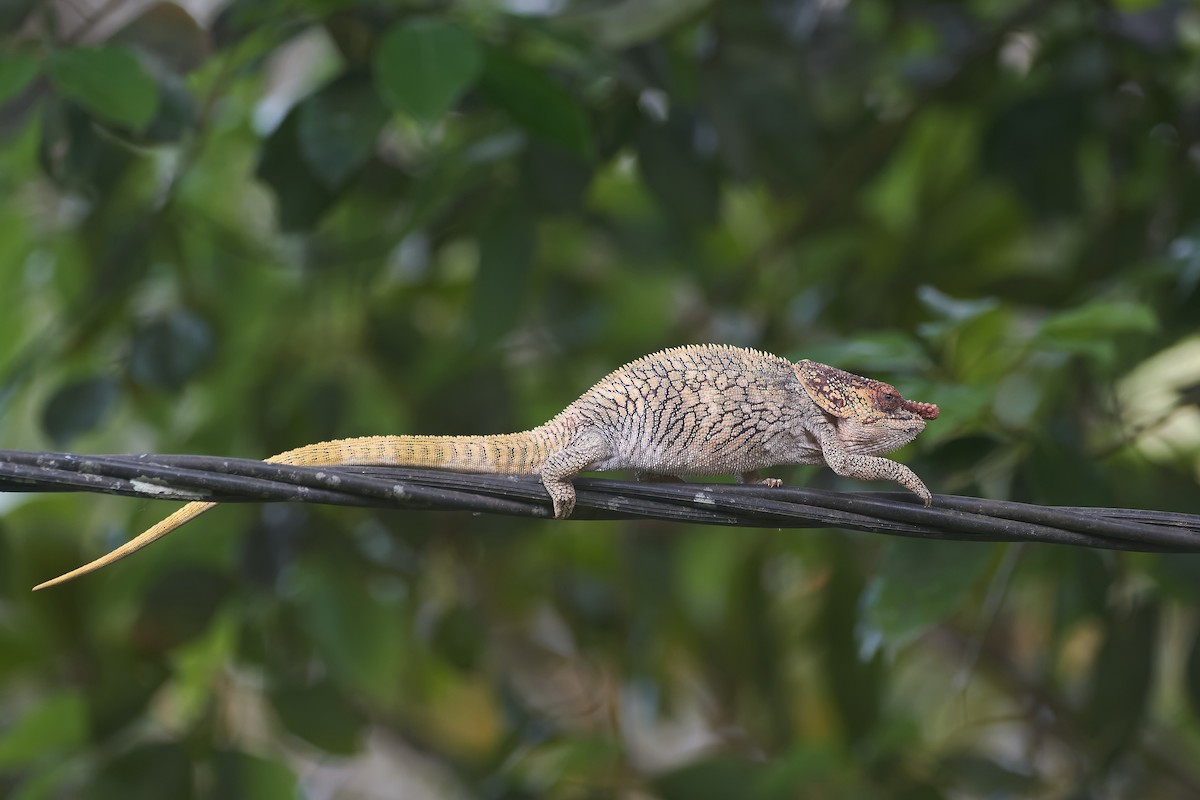 זיקיתיים - ML646317384