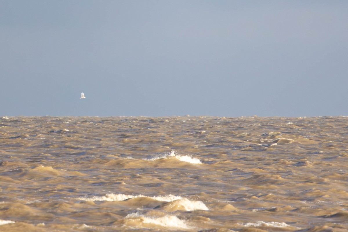 Snowy Owl - ML646317385