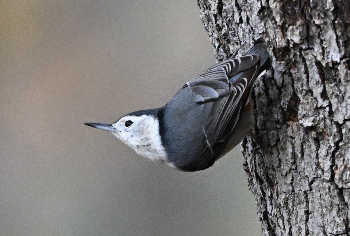White-breasted Nuthatch - ML646317386