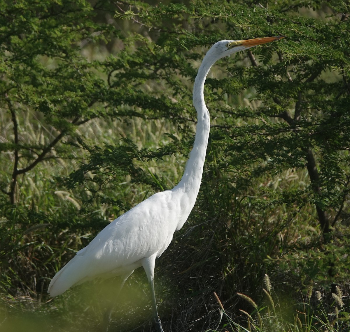 Great Egret - ML646317389