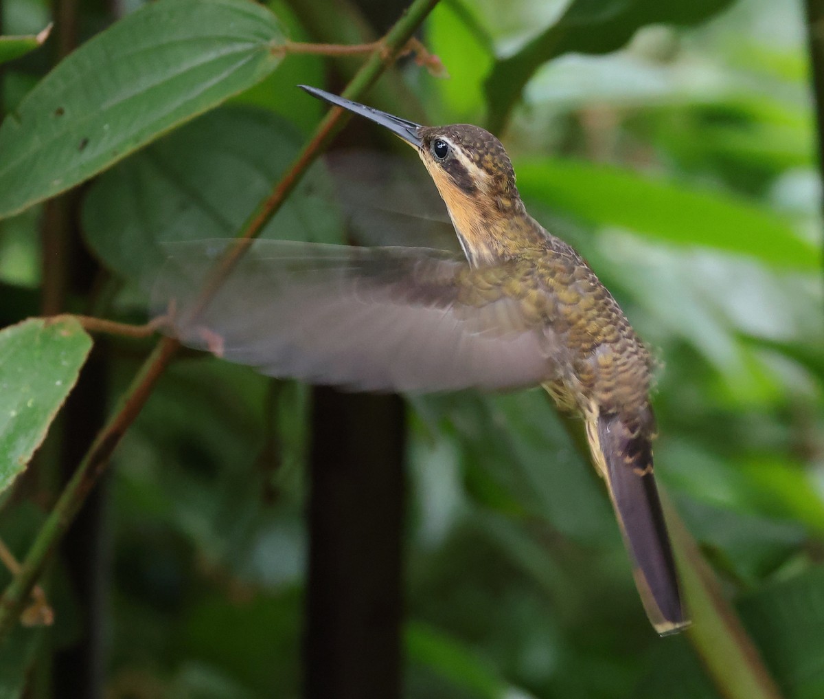 Saw-billed Hermit - ML646317392