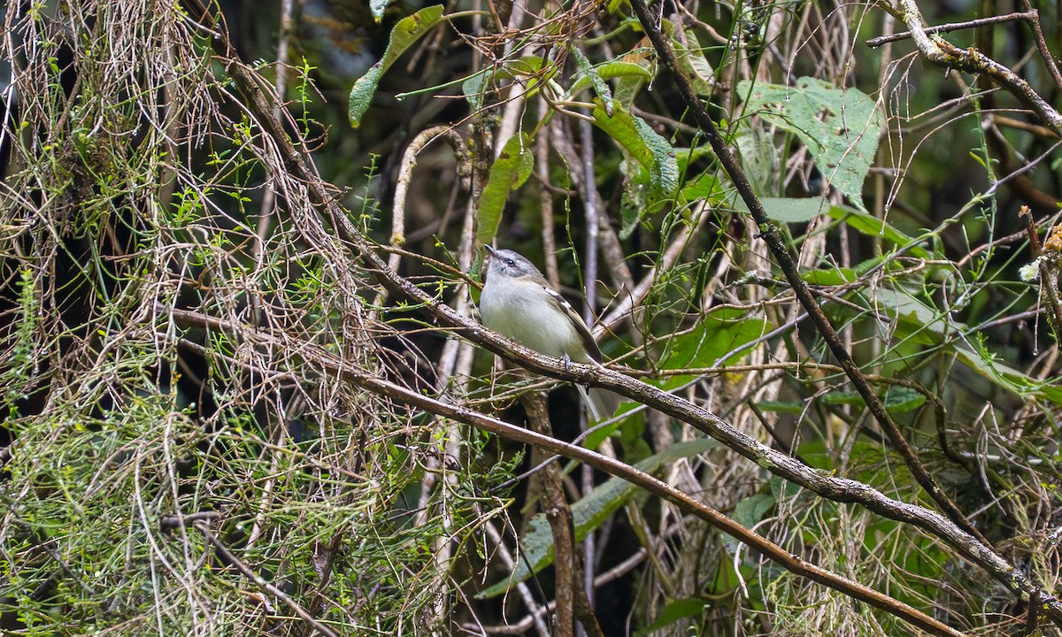 White-banded Tyrannulet - ML646317393