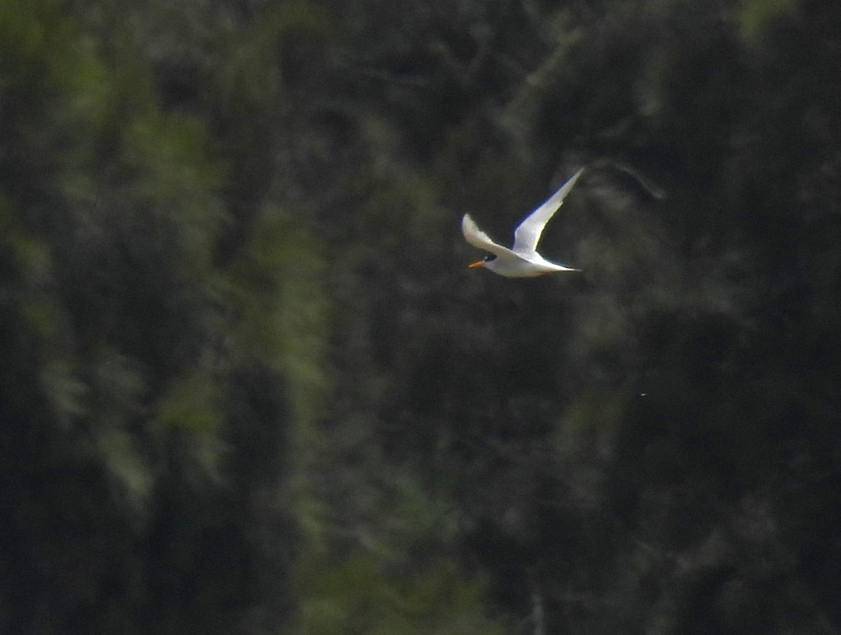 Australian Fairy Tern - ML646317394