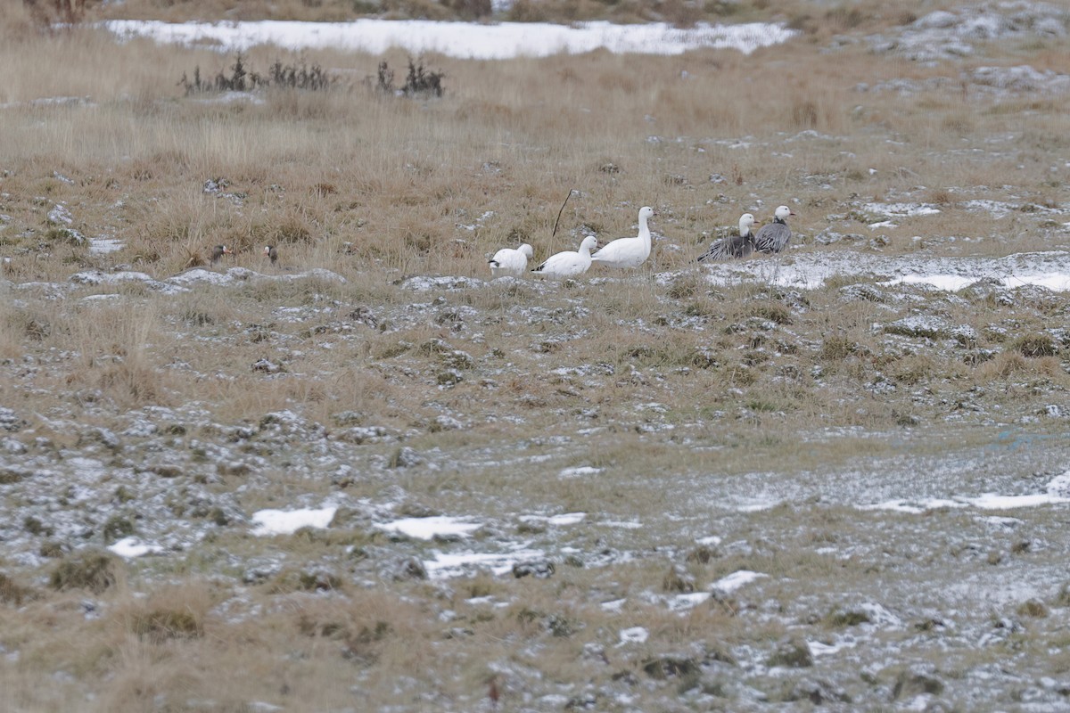 Snow Goose - ML646317396