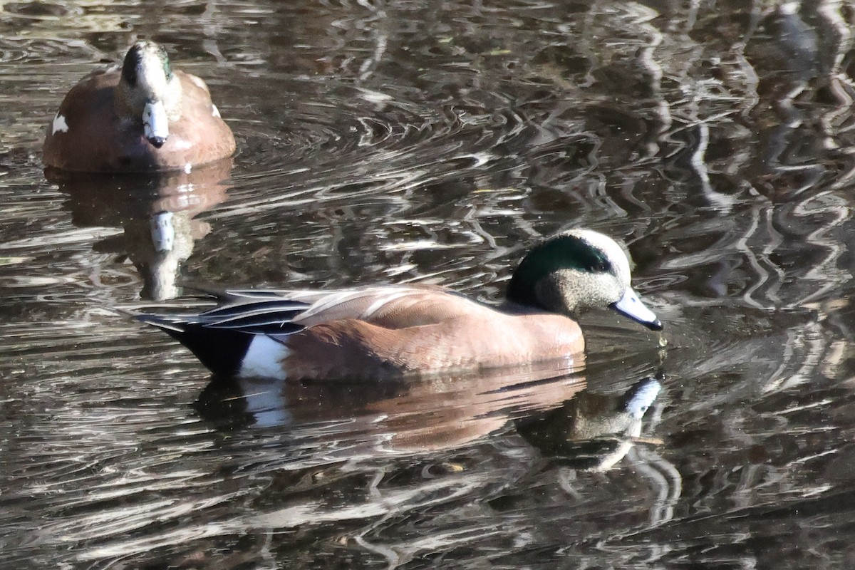 American Wigeon - ML646317397