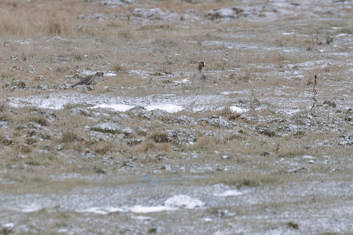 Greater White-fronted Goose - ML646317401