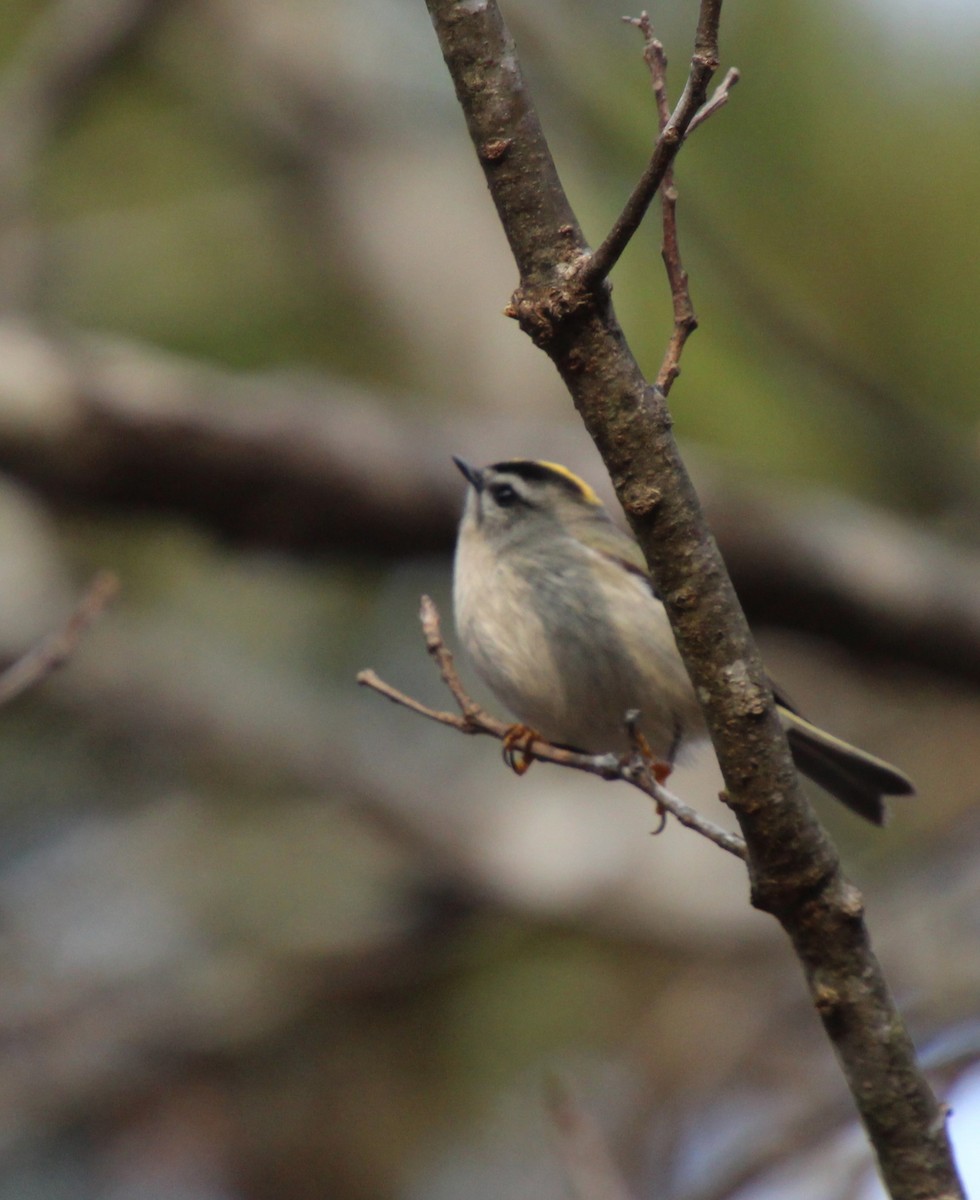 Golden-crowned Kinglet - ML646317402
