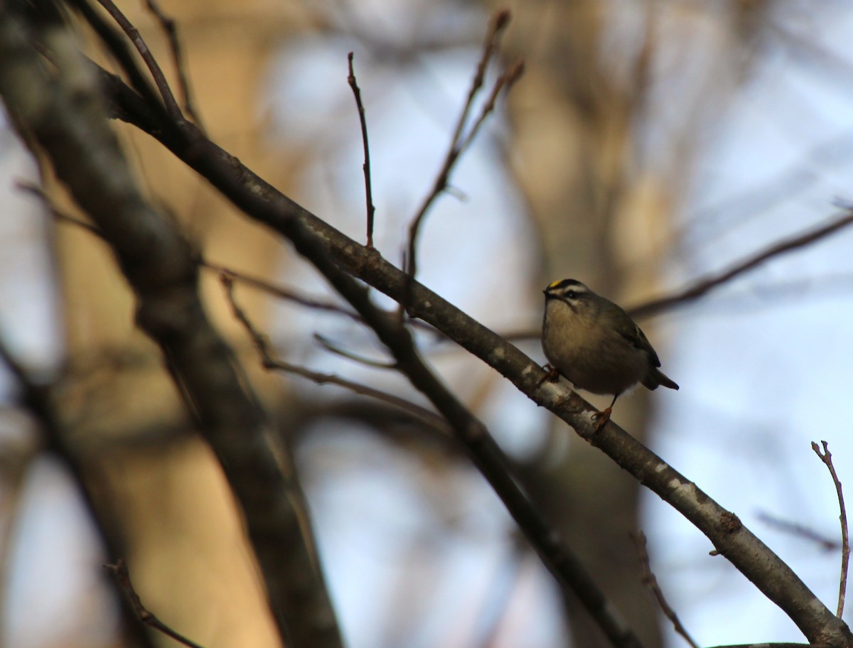 Golden-crowned Kinglet - ML646317403