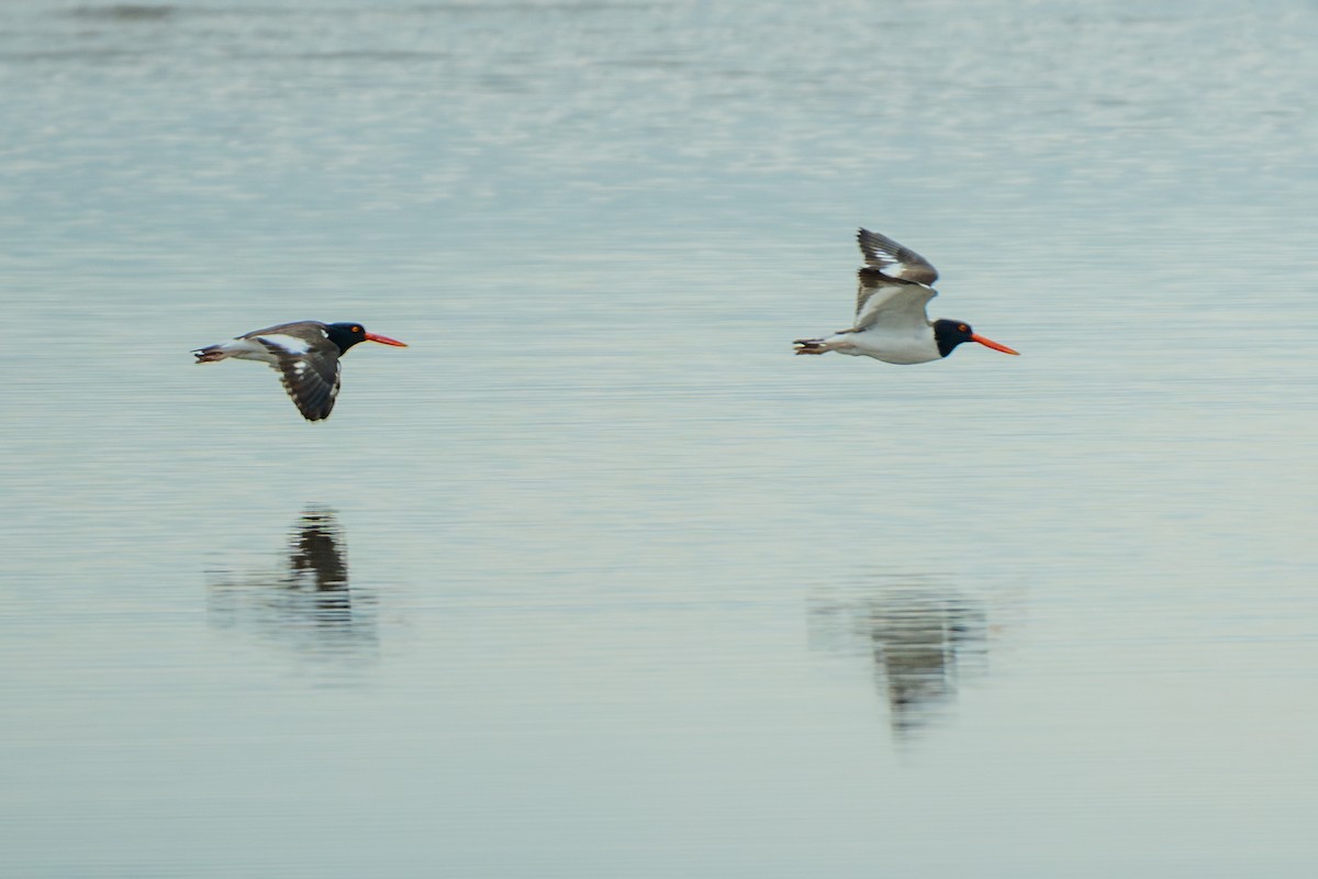 American Oystercatcher - ML646317408