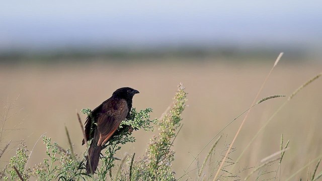 Коукал африканський - ML646317410