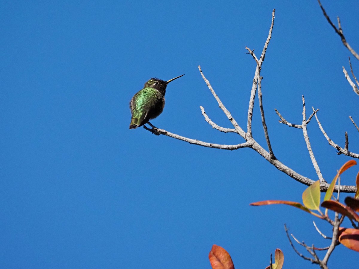 Anna's Hummingbird - ML646317412