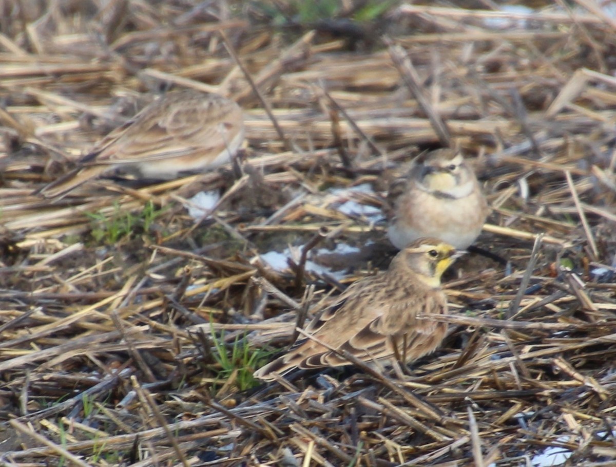 Horned Lark - ML646317415
