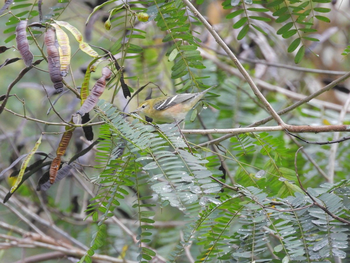 Bay-breasted Warbler - ML646317416