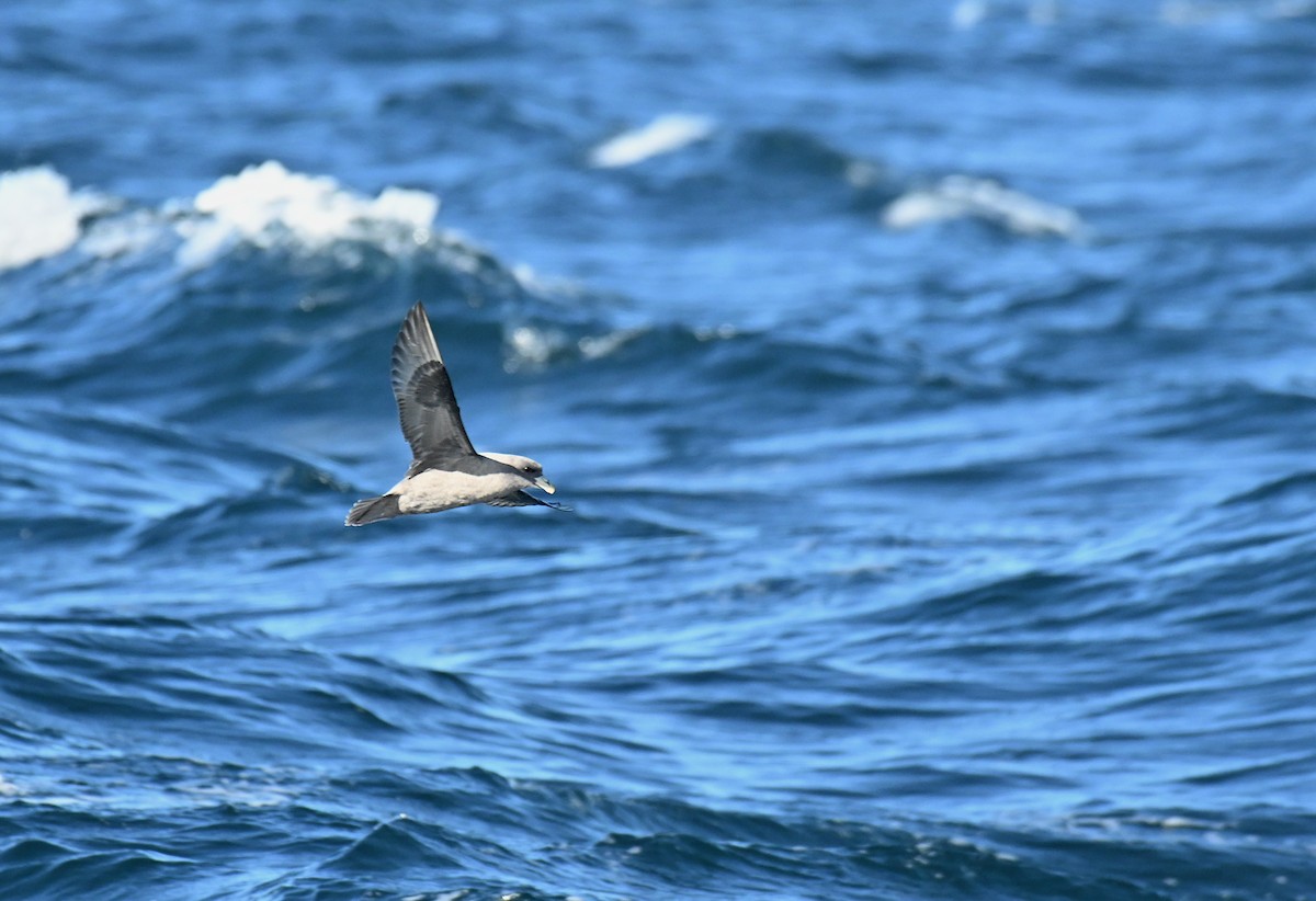 Kutup Fırtınakuşu (rodgersii) - ML646317417