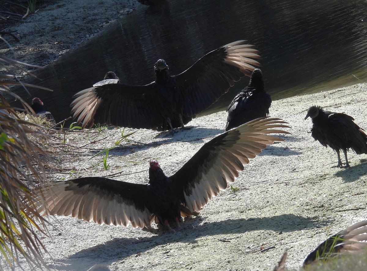 Катарта чорна - ML646317418