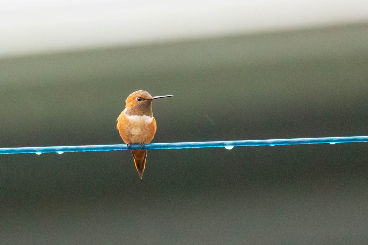 Rufous Hummingbird - ML646317419