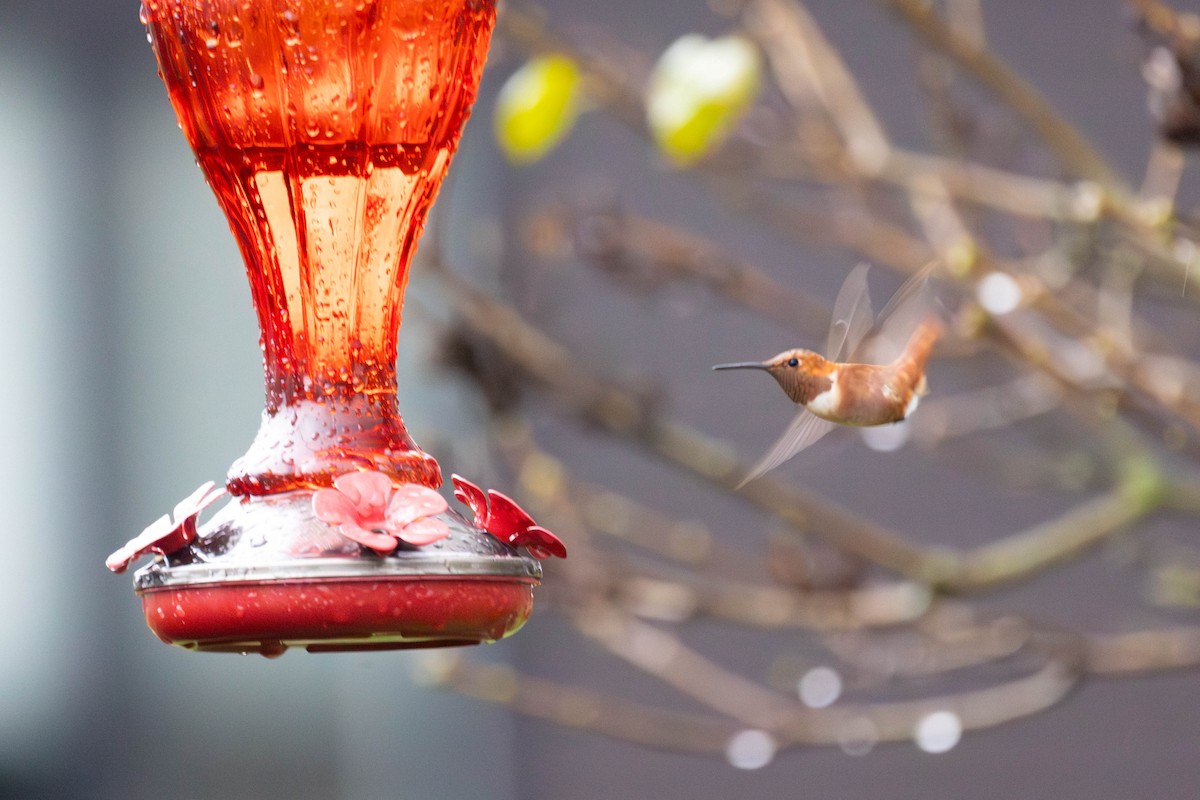 Rufous Hummingbird - ML646317420