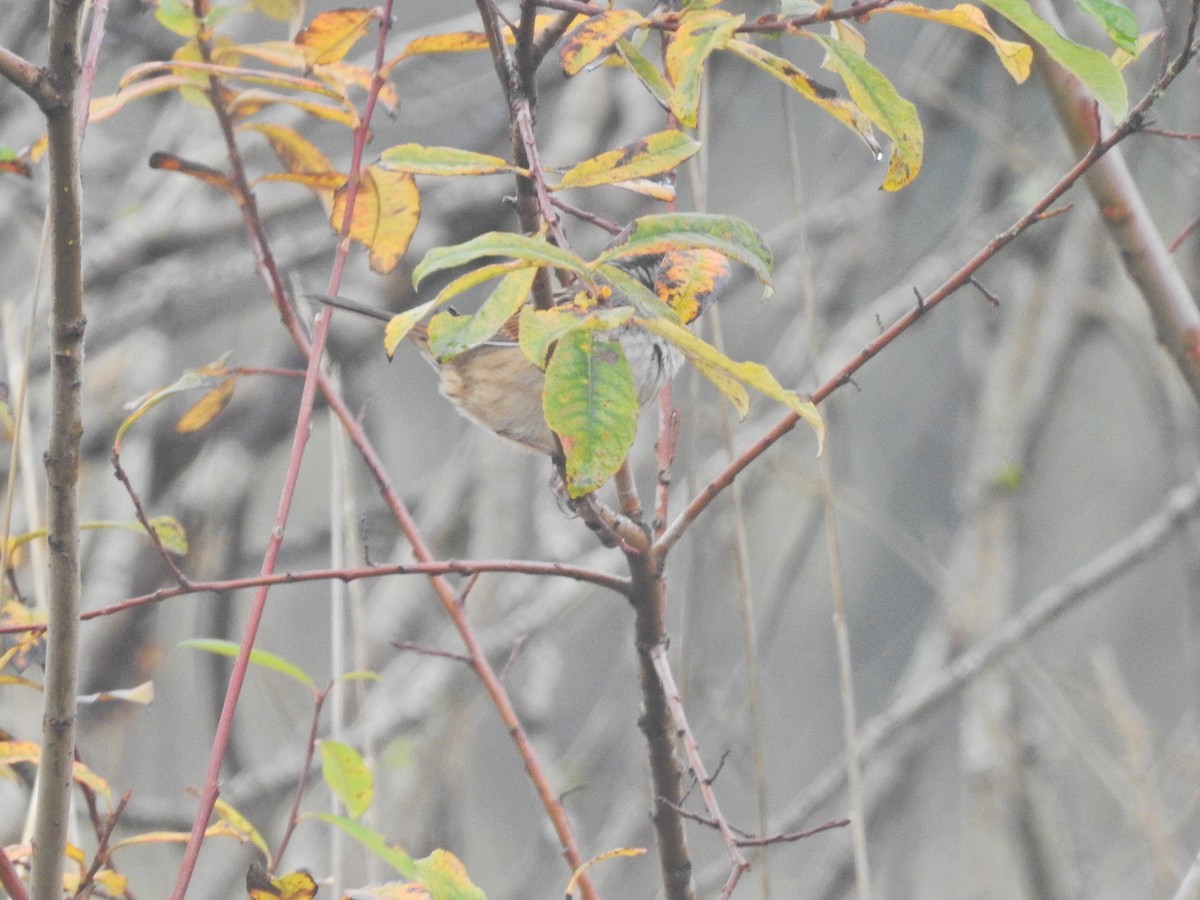 Swamp Sparrow - ML646317421