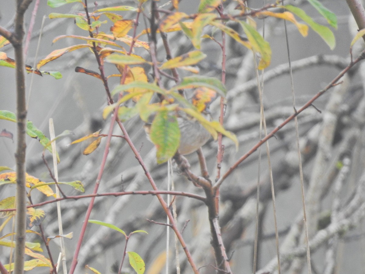 Swamp Sparrow - ML646317422