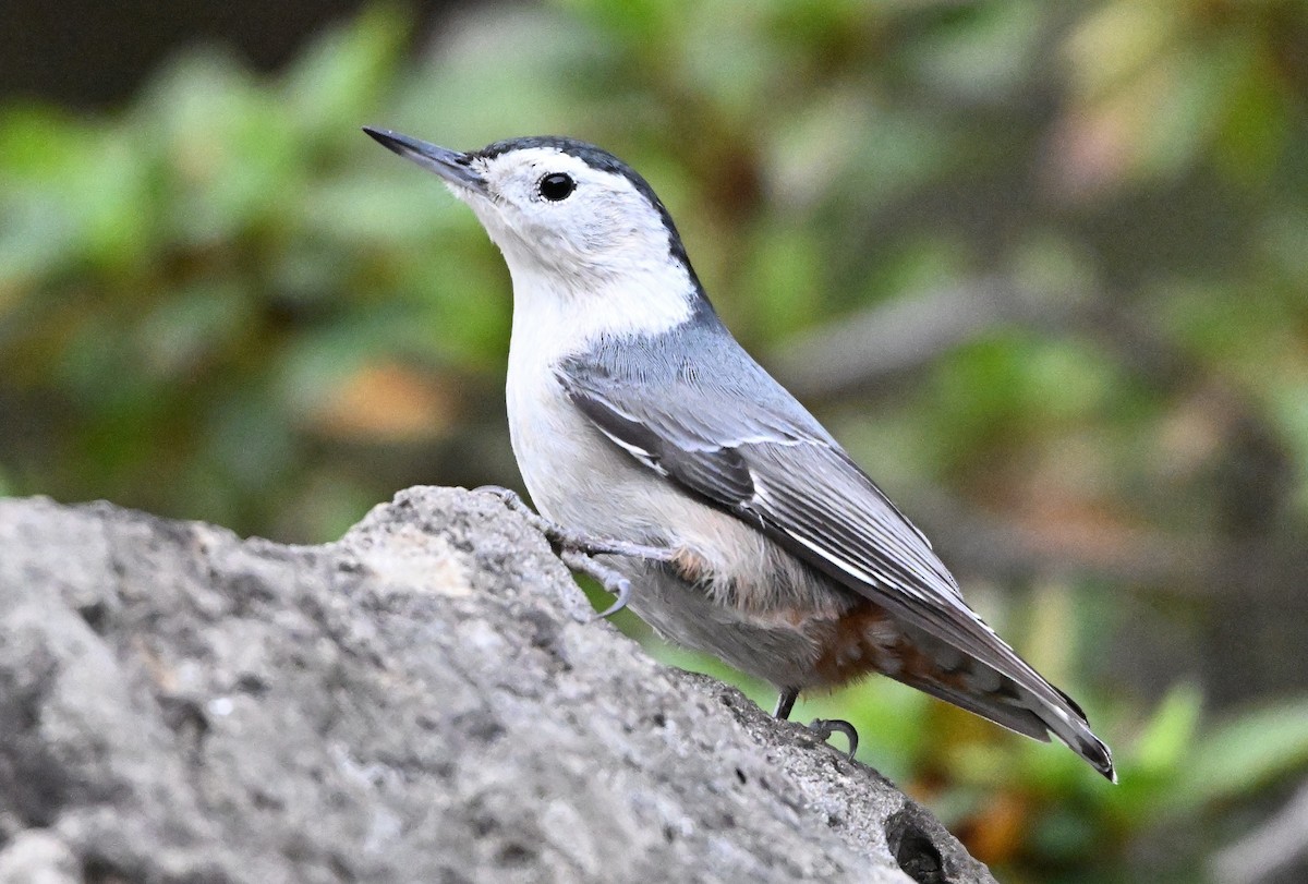 White-breasted Nuthatch - ML646317423