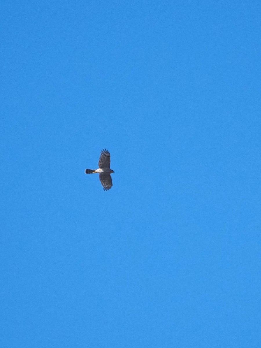 Cooper's Hawk - ML646317424