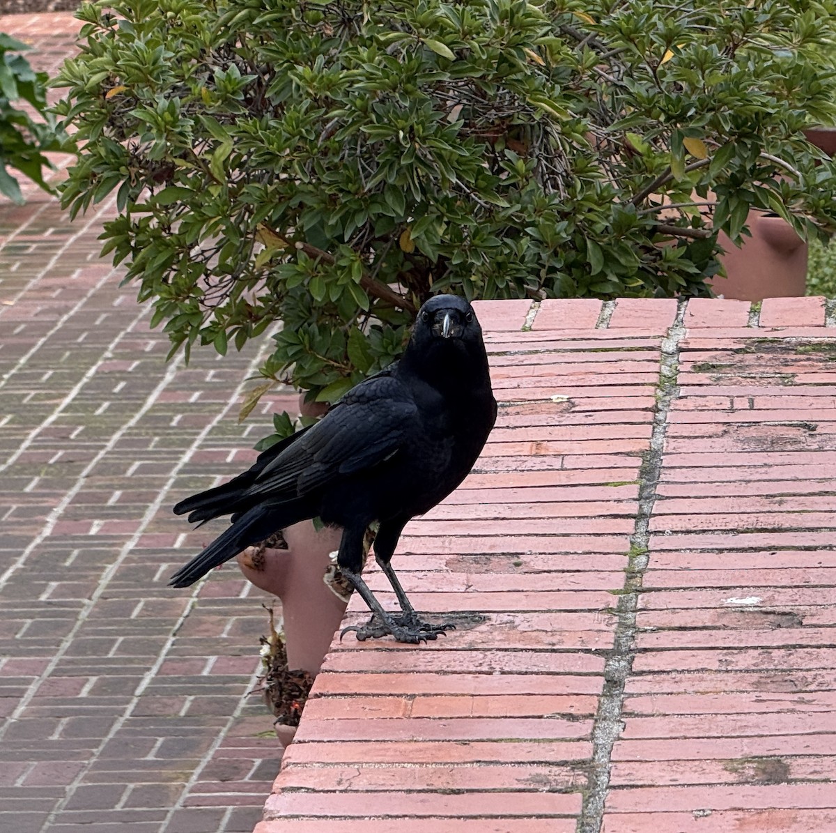 American Crow - ML646317432