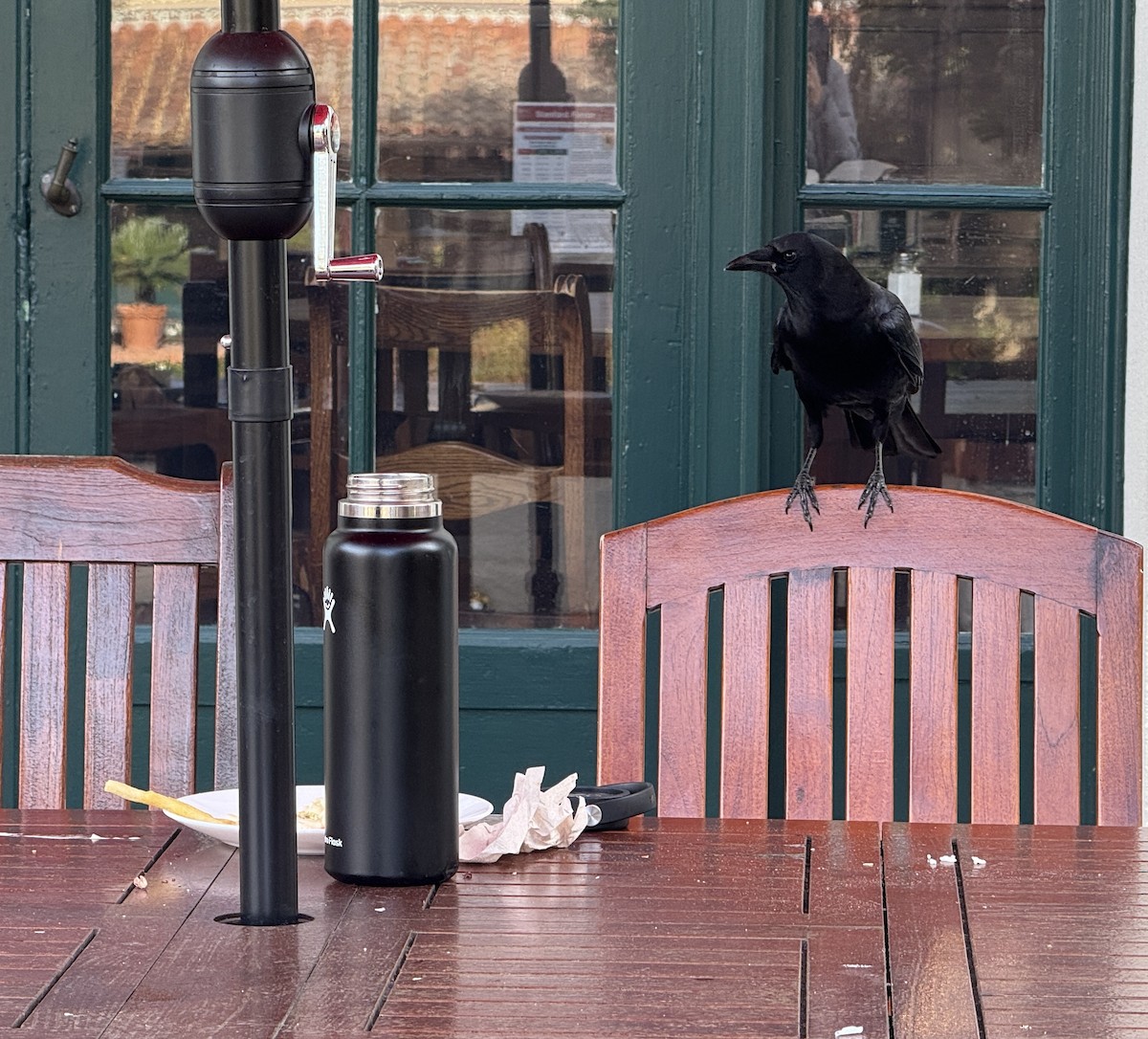 American Crow - ML646317433