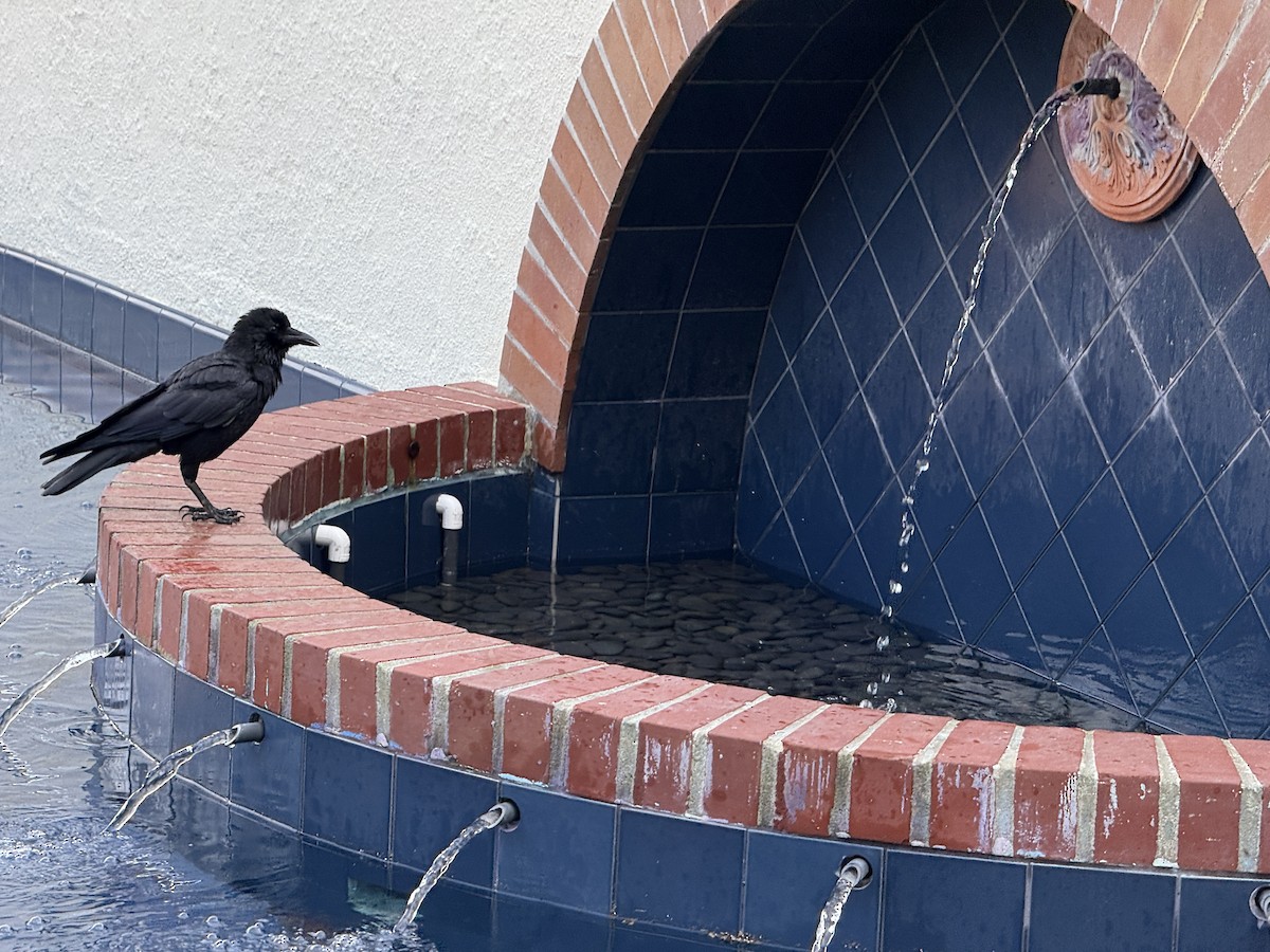 American Crow - ML646317434