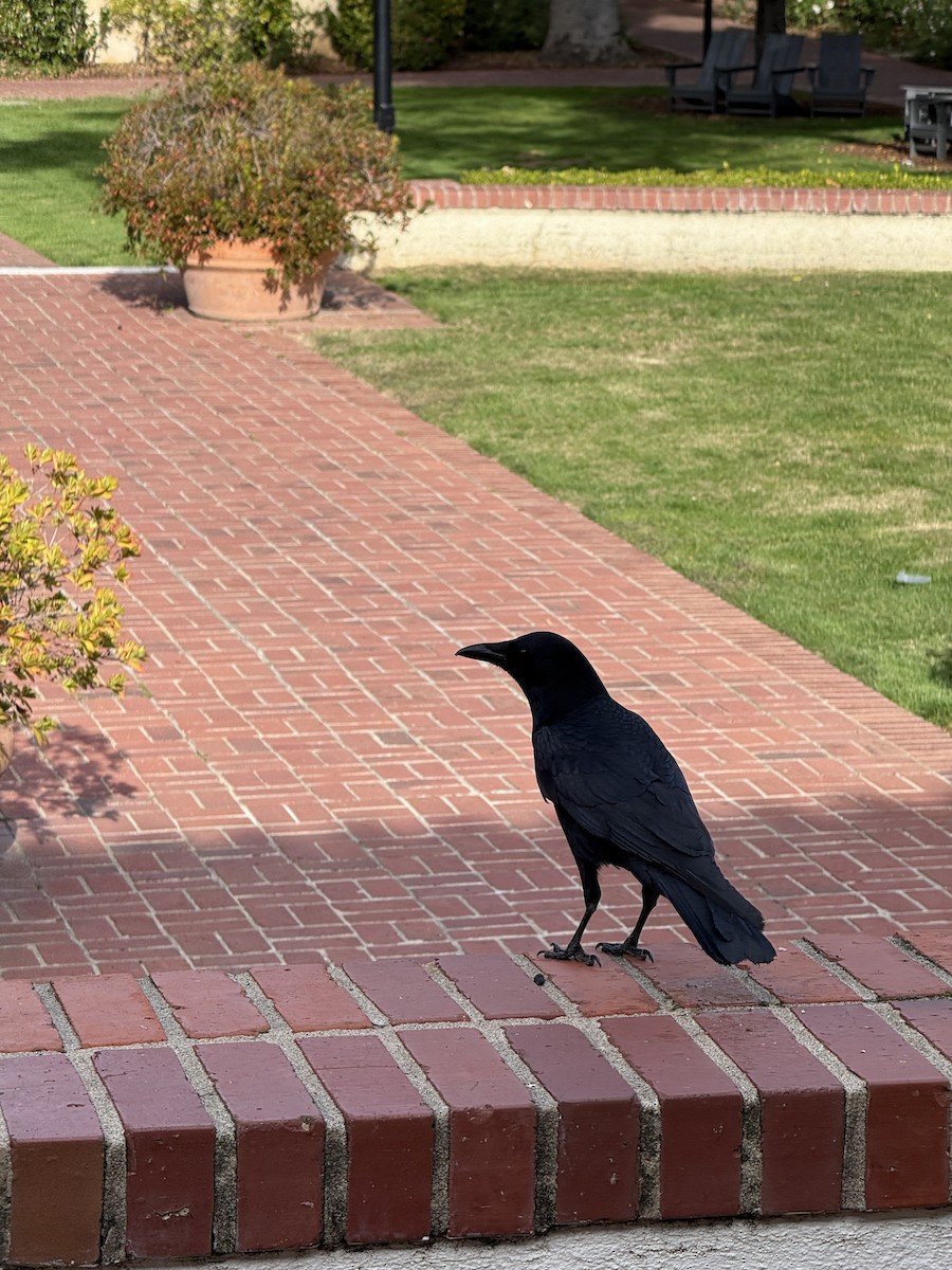 American Crow - ML646317435