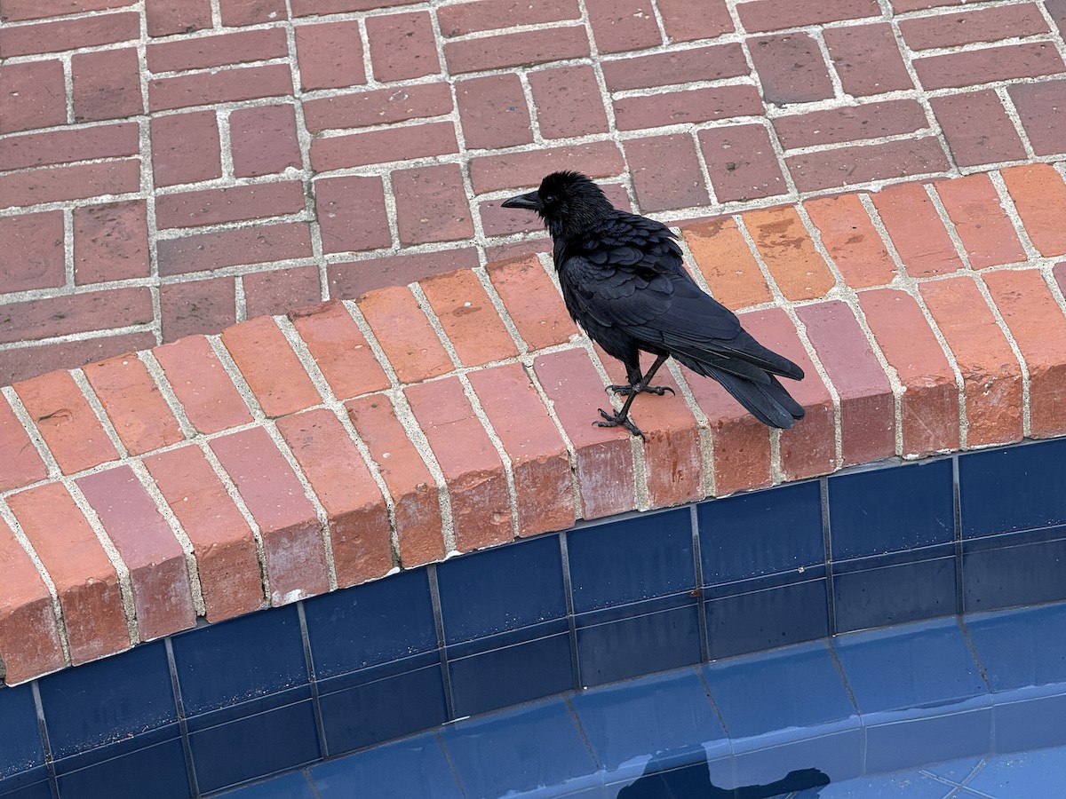 American Crow - ML646317436
