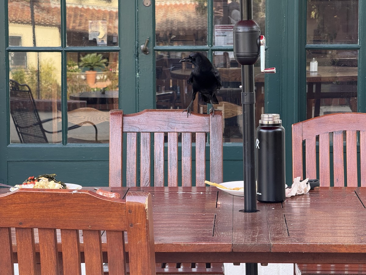 American Crow - ML646317437