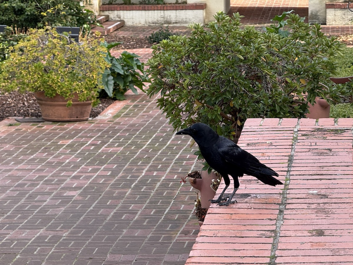 American Crow - ML646317439