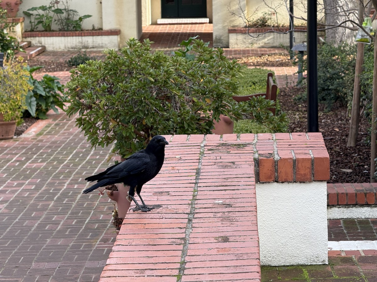 American Crow - ML646317440