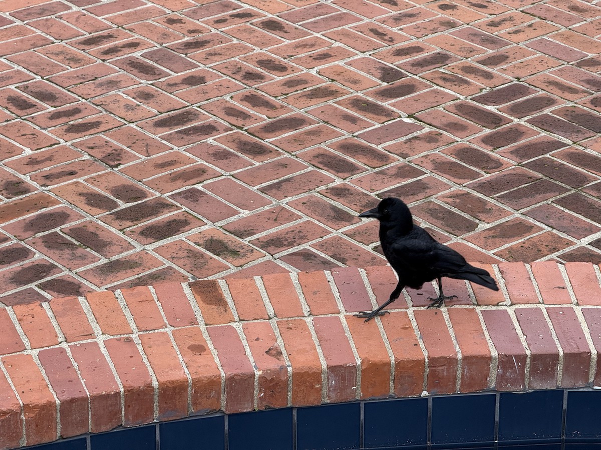 American Crow - ML646317441