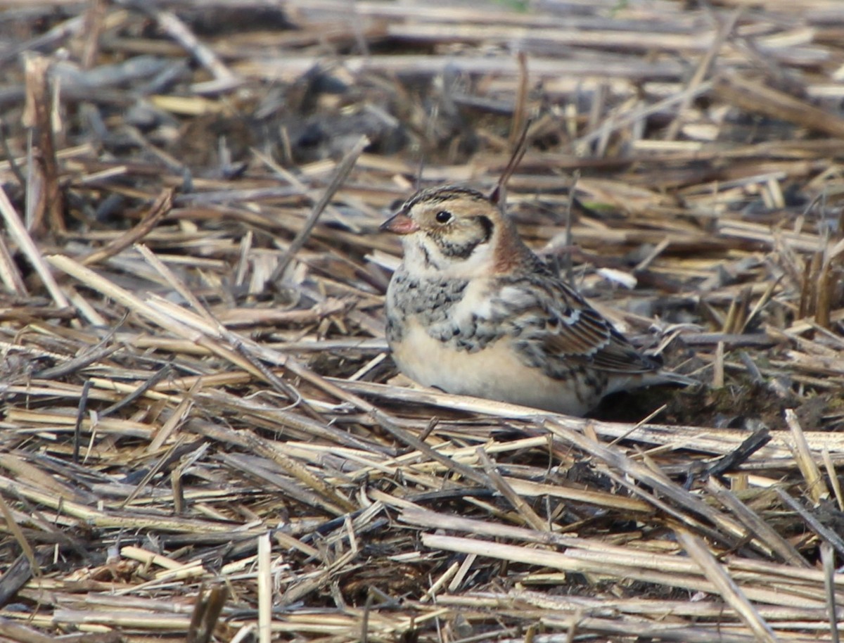 Lapland Longspur - ML646317445