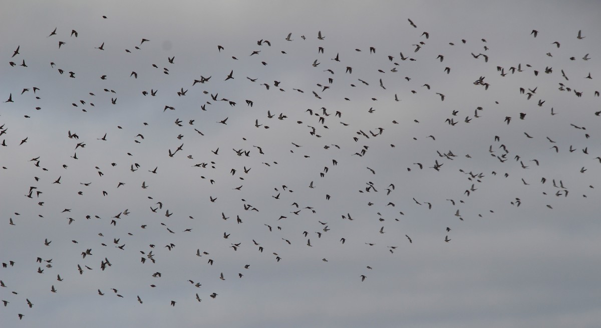 ostružka severní - ML646317446