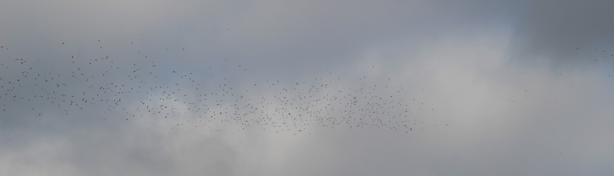 Lapland Longspur - ML646317447