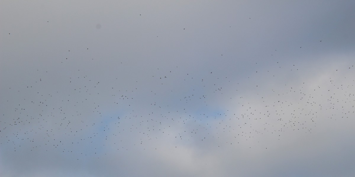 Lapland Longspur - ML646317448