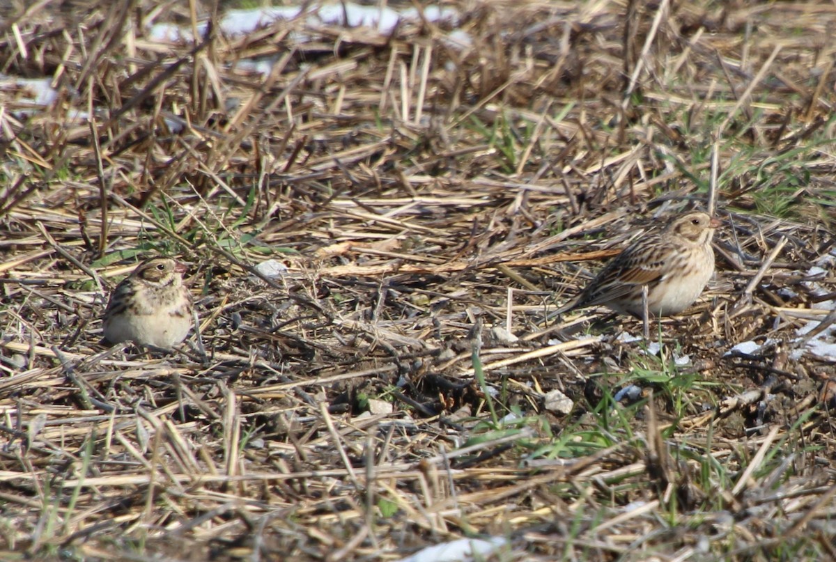 Lapland Longspur - ML646317449