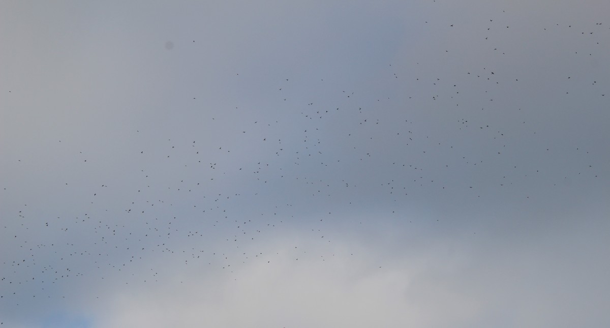 ostružka severní - ML646317450