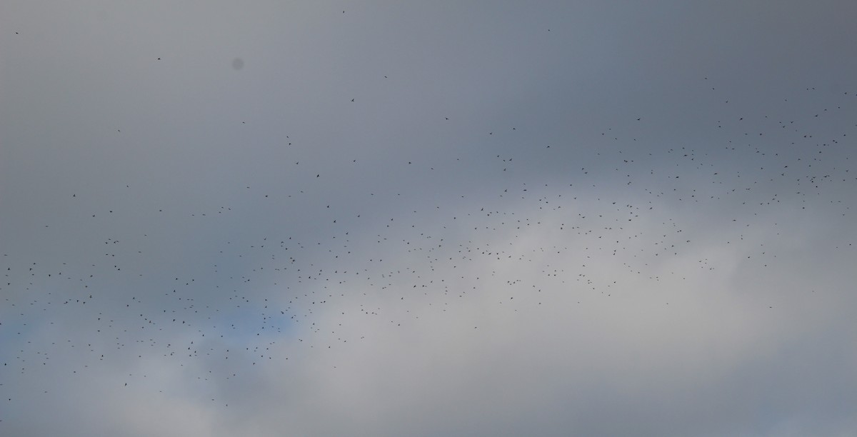 ostružka severní - ML646317451