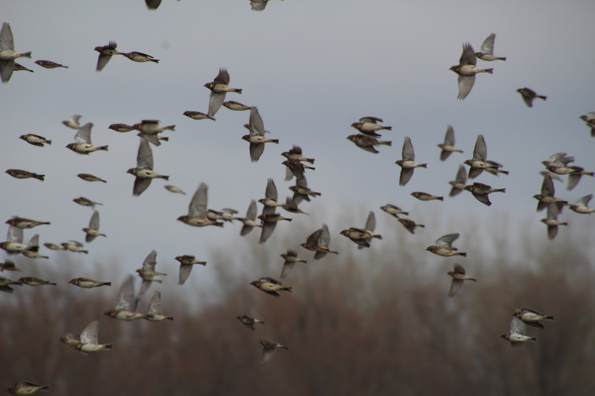 ostružka severní - ML646317452