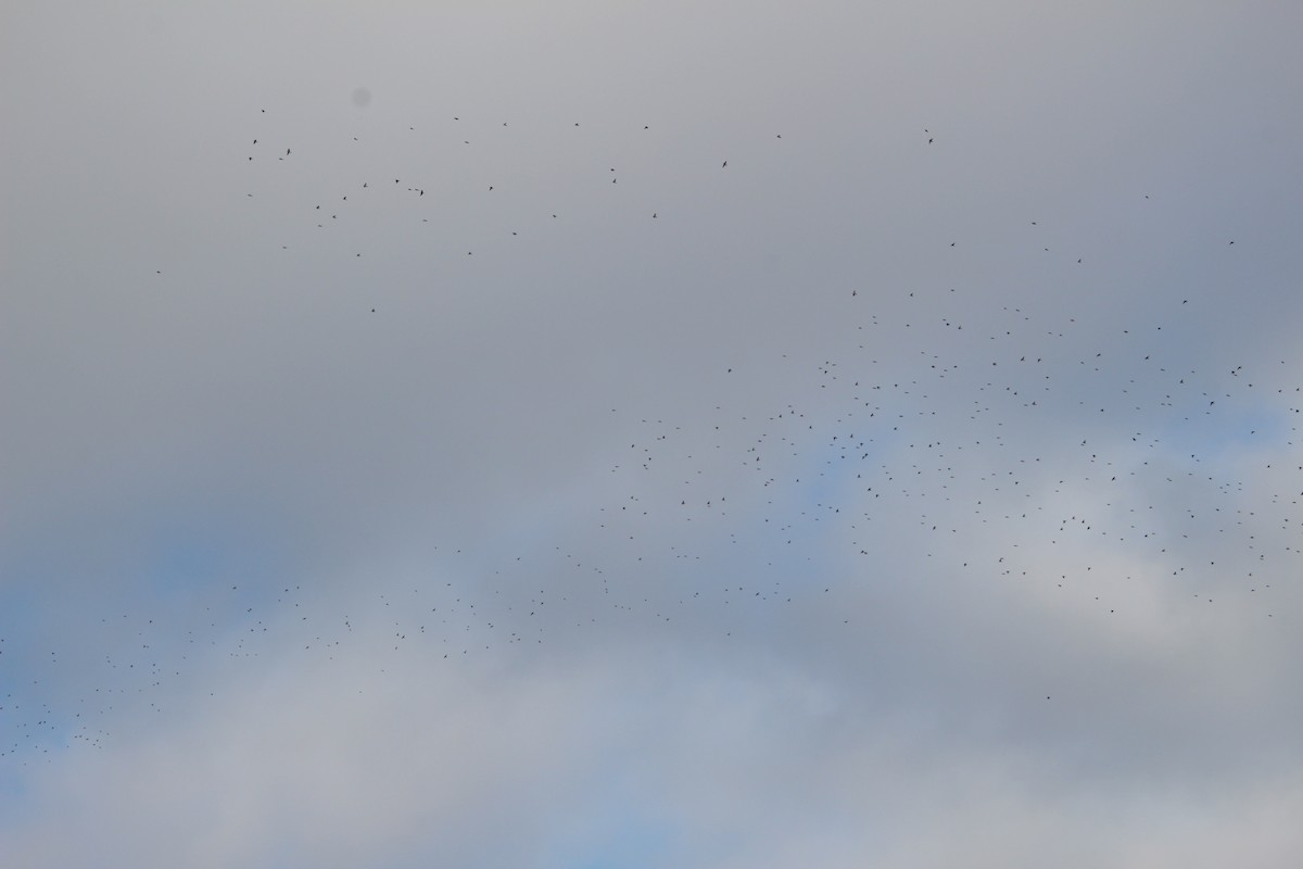 ostružka severní - ML646317453