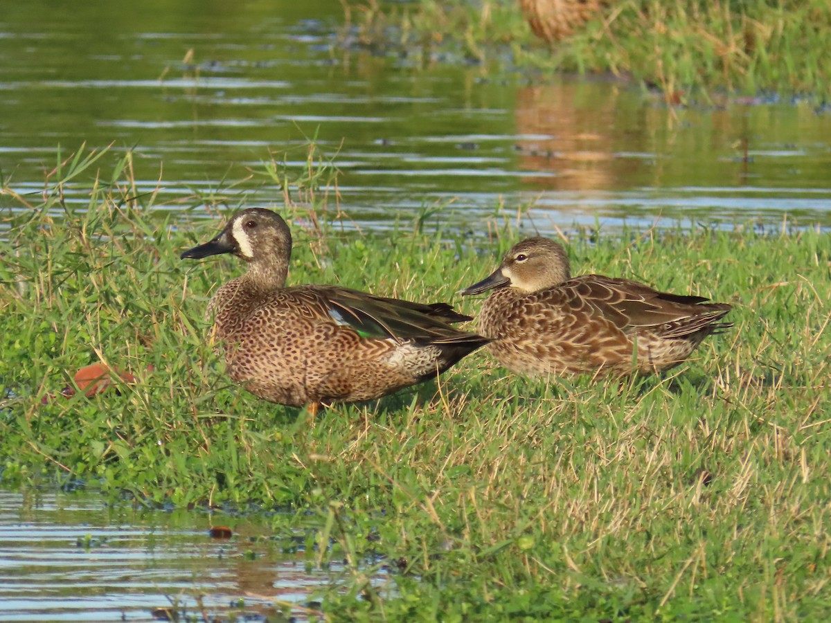 Zertzeta hegalurdina - ML646317454