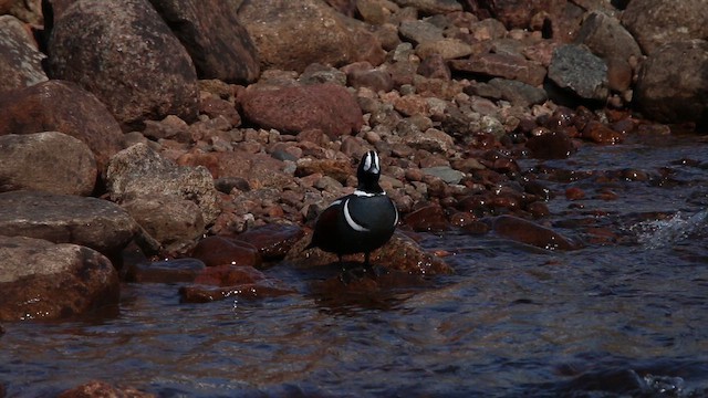 kačka strakatá - ML646317455