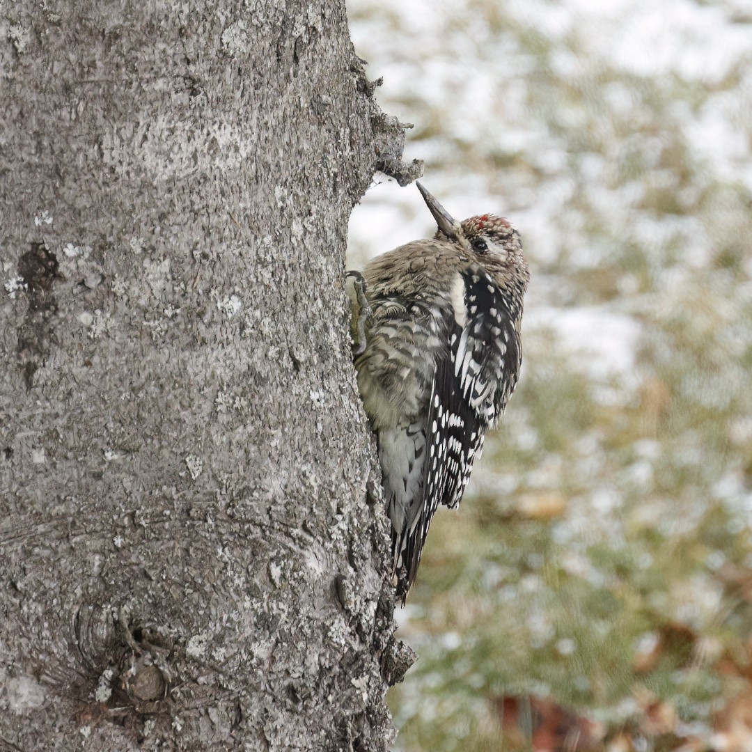 Yellow-bellied Sapsucker - ML646317456
