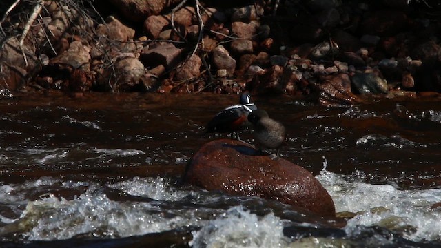 kačka strakatá - ML646317457