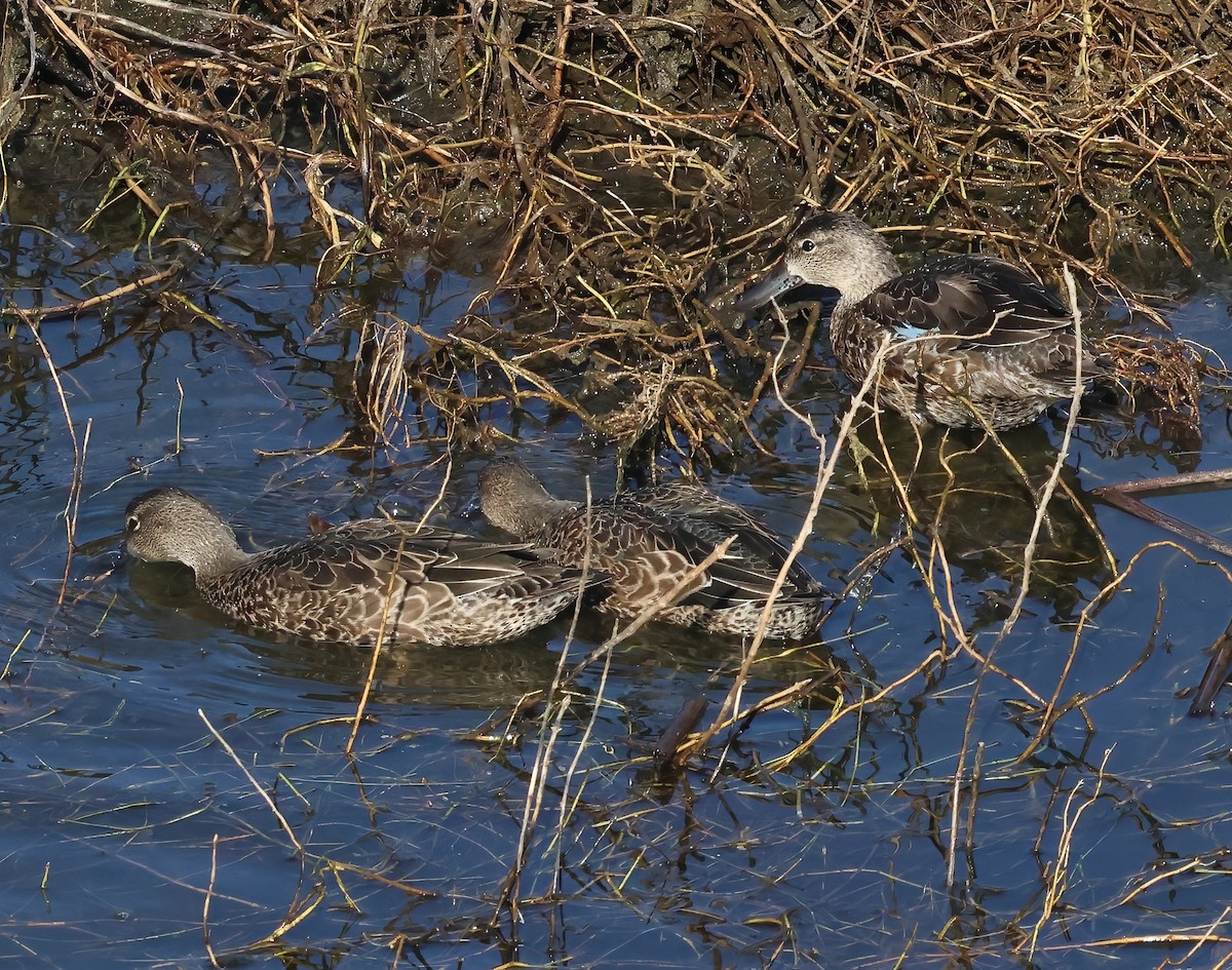 čírka modrokřídlá - ML646317459